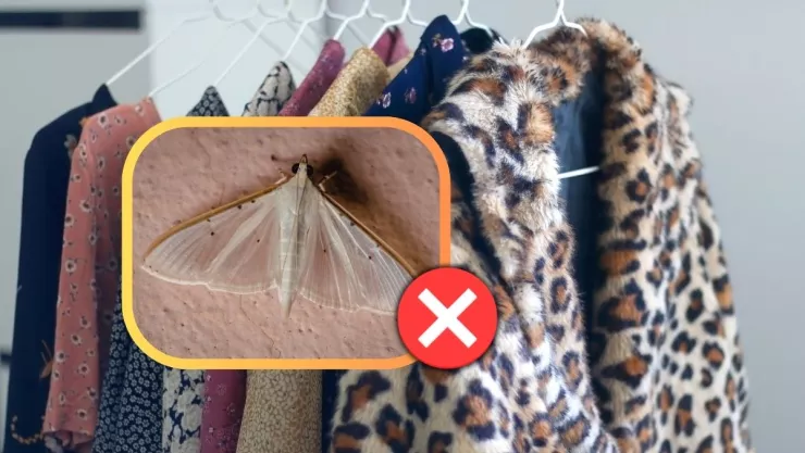 /estilo-de-vida/polillas-armario-repelente-casero-natural-clavo-de-olor