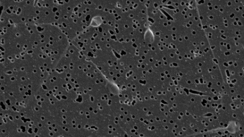 Espermatozoides crisis fertilidad 2.jpg