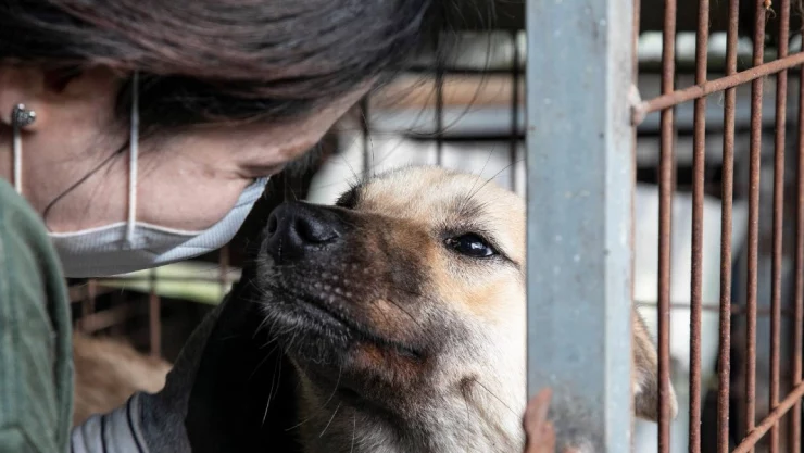 rescatan perritos granja restaurante
