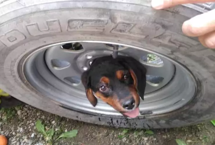 FOTOS: Bomberos rescatan a perrito atorado en el rin de una llanta