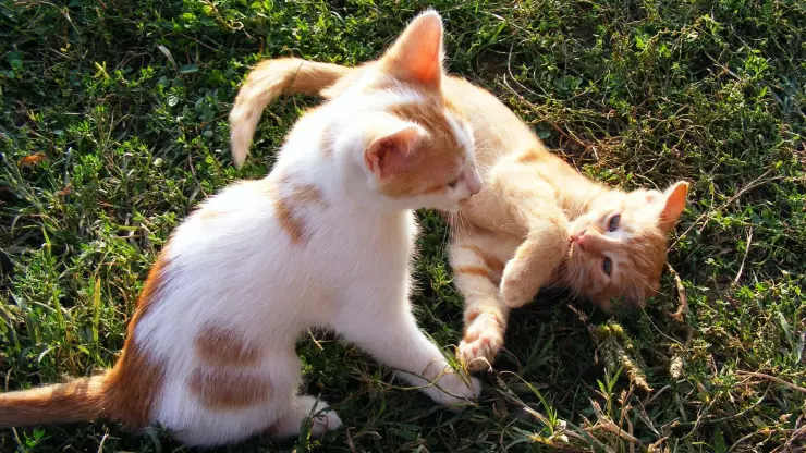 &iquest;C&oacute;mo saber si tus gatos est&aacute;n peleando o jugando?