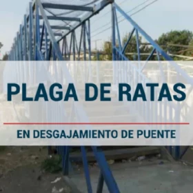 Reportan plaga de ratas en colonia Providencia en capital de Puebla.jpg