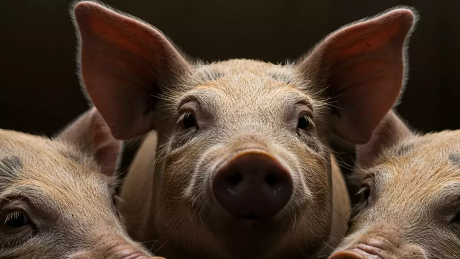 El decomiso de 3 cerdos desembocó un bloqueo.