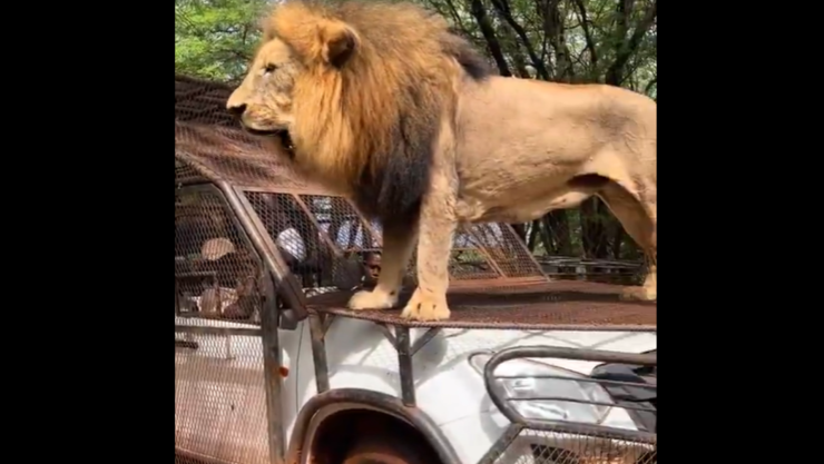 Leones se suben a camión de safari en Ranch de Bandia, Senegal.png