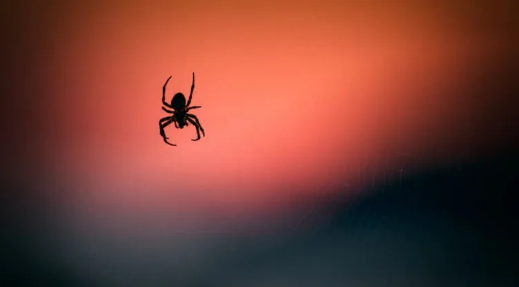 Araña colgando de su telaraña