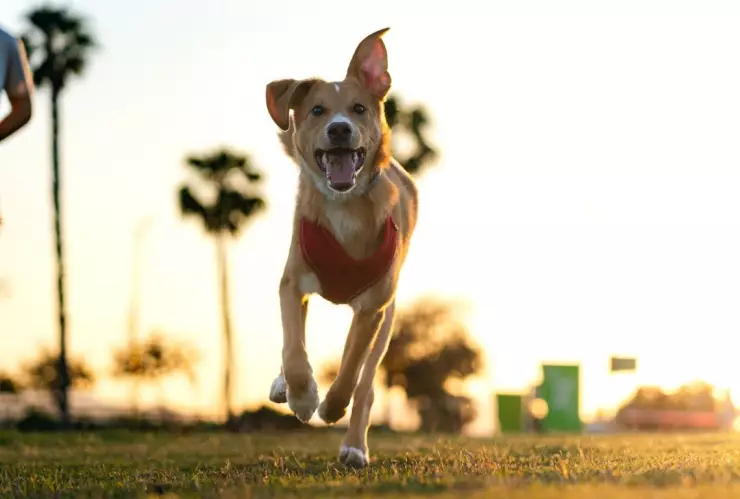 Perrotón 2024 en CDMX