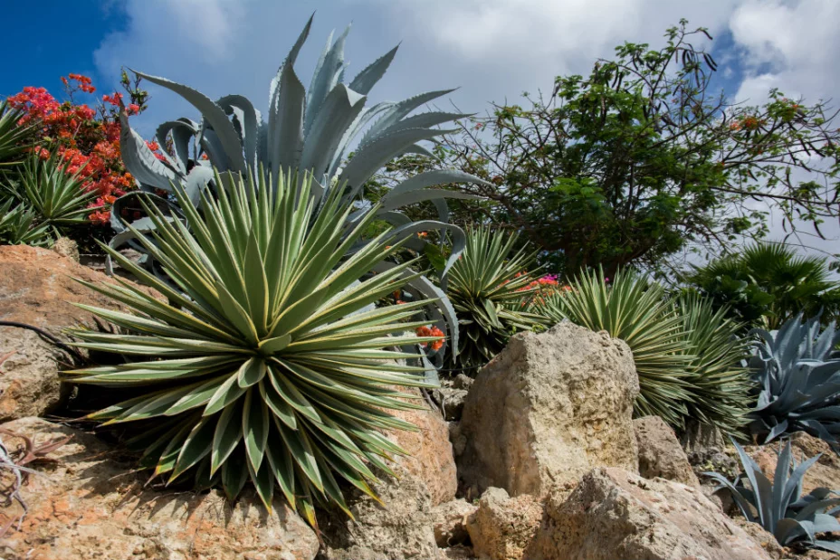 Agave