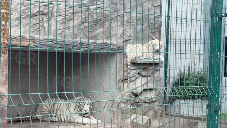 Tigres de bengala
