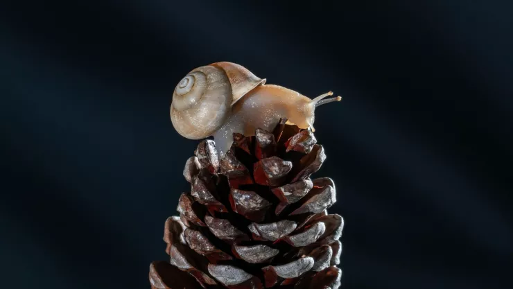 7 beneficios de usar Esencia de Baba de Caracol