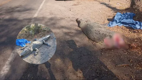 Cocodrilo Eldorado, Culiacán: accidente.