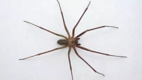 Inicia temporada de araña violinista en México