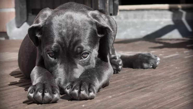 ¡En venganza! Mujer quemó a un perro porque su novio terminó con ella