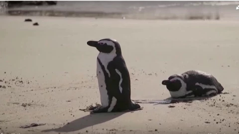 pingüinos-peligro-extinción-abejas-sudafricanos