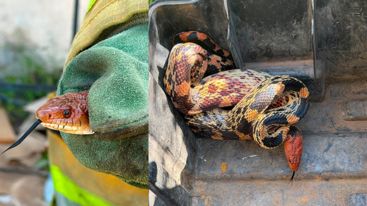 Resguardan y reubican serpiente hallada dentro de casa en Cadereyta de Montes
