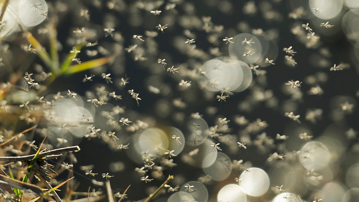 planta repelente natural mosquitos