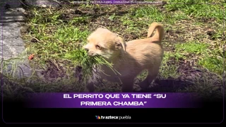 PERRITO CON TRABAJO SE HACE VIRAL
