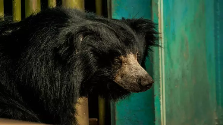 Oso negro irrumpe durante entrenamiento infantil en Nuevo León