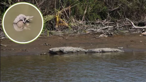 Cocodrilos en Culiacán
