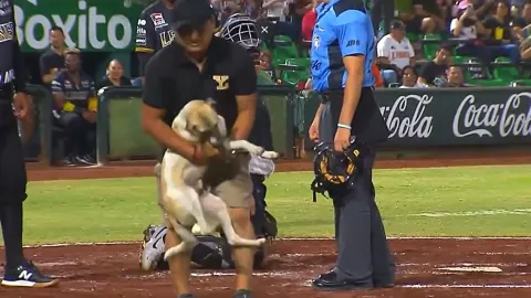 Partido de Leones de Yucatán se interrumpe por un perrito