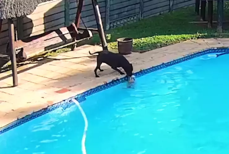 Perrita, alberca.jpg