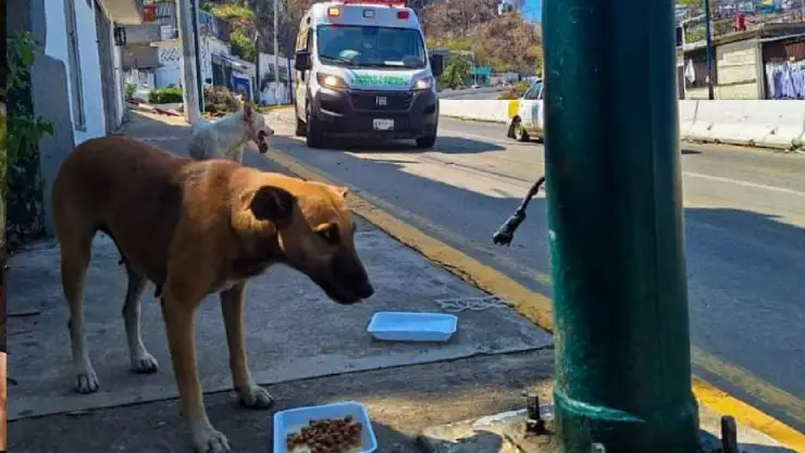 La otra tragedia del huracán Otis_ Al menos 60 cadáveres de perros son hallados en Acapulco