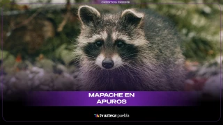 Mapache
