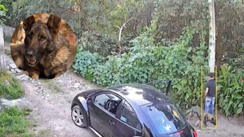 Abandonan a perrita y la dejan amarrada a un poste en Tlalpan, CDMX