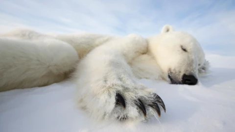 Foto Especial Oso polar calentamiento global