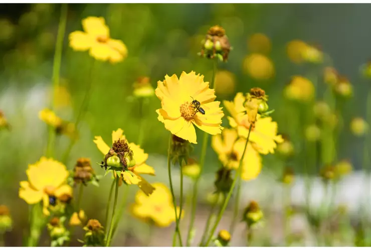 Coreopsis