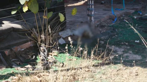 Hallan restos óseos en el Cerro de la 7 Gotas, Culiacán