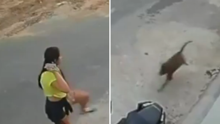 Pitbull escapó de una casa y atacó a una joven con tres perros.png