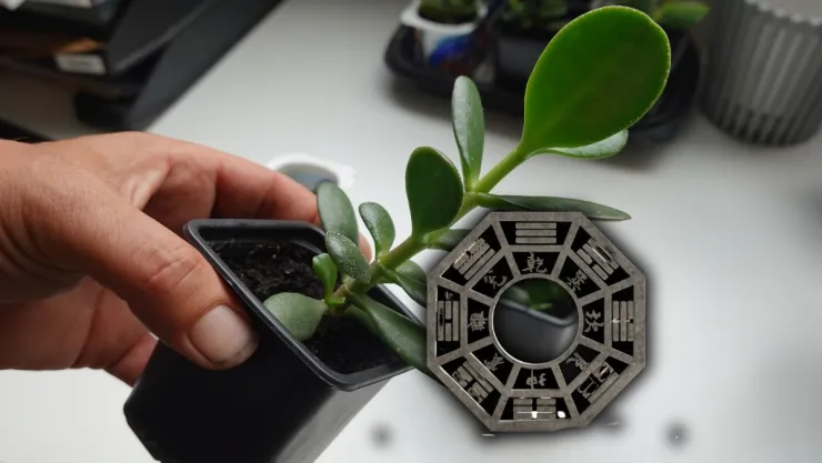 Poner el árbol de jade en la cocina: quiénes lo recomiendan y para qué sirve