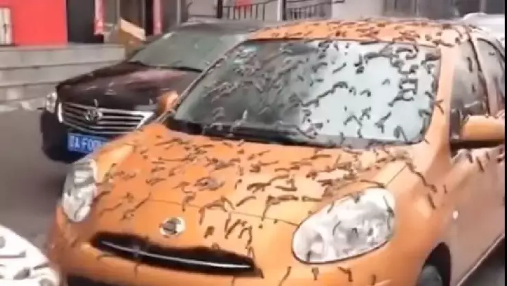 Luna de Gusano: El origen de la lluvia de lombrices en China