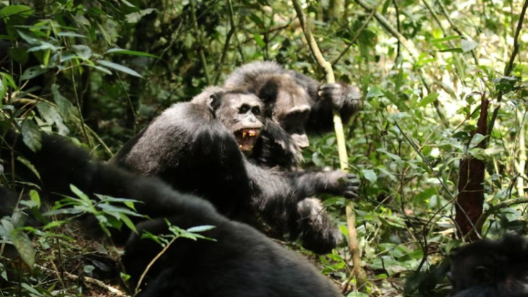 De-convivir-juntos-a-matarse_-chimpancés-en-Uganda-se-dividen-y-desatan-guerra-de-años-con-varias-mu.webp