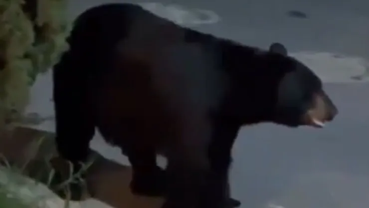Oso negro en colonia de Monterrey