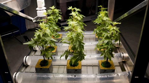 marihuana iniciativa estados unidos