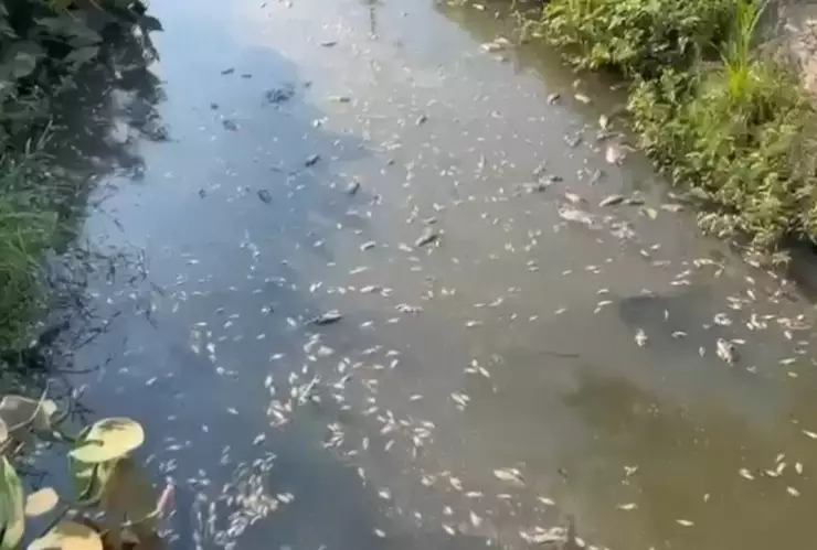 Muerte de peces a causa de la onda de calor en Veracruz