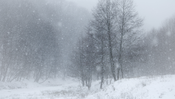 NEVADA CHIHUAHUA.jpg