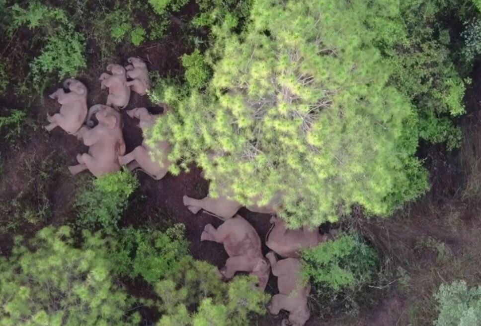 Drones muestran camino de elefantes salvajes en China.