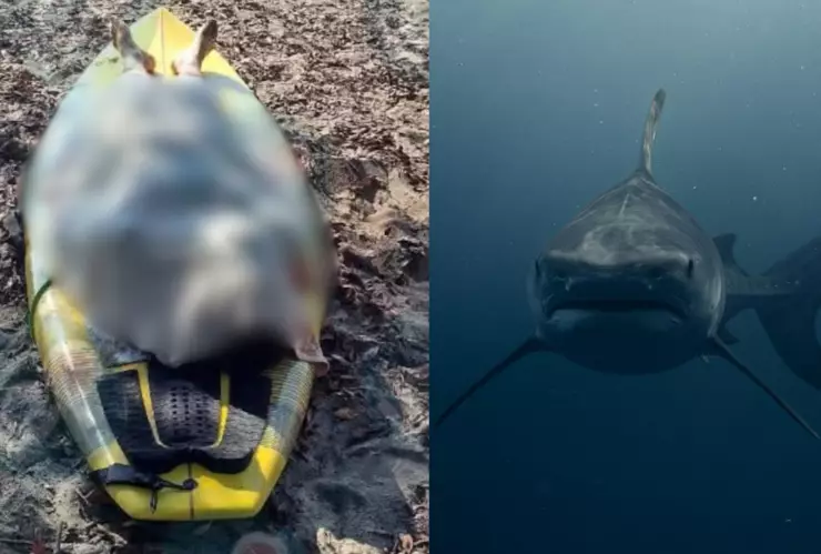Joven muere tras ser atacado por tiburón en playa de La Unión, Guerrero
