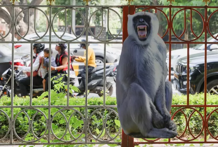 India utiliza monos falsos para ahuyentar a los macacos