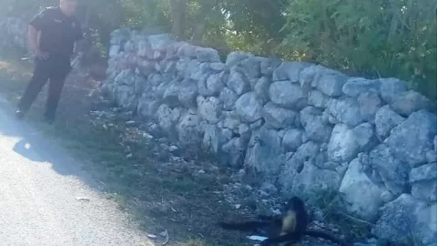 presencia de mono araña en hunucma