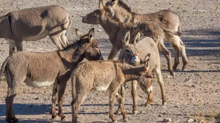 Burros salvajes de Arizona
