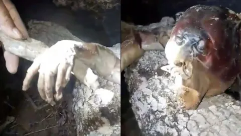 Cazan supuestamente al legendario chupacabras en Brasil.
