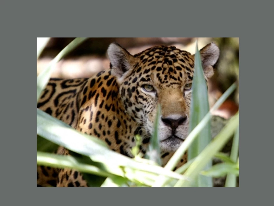 Jaguar México