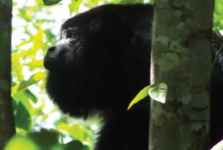 Por qué el mono aullador está en peligro de extinción