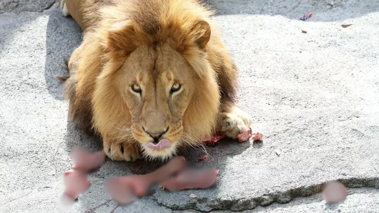 Leones atacan y matan a su cuidador en zoológico de Tailandia; ¿cómo ocurrió?