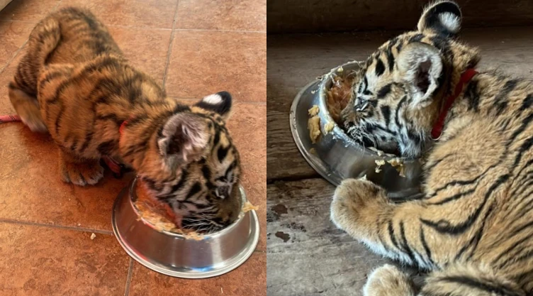 profepa tigre de bengala querétaro