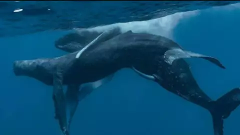 Captan por primera vez a dos ballenas jorobadas machos apareándose