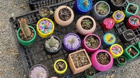 Camila vende plantas en Culiacán
